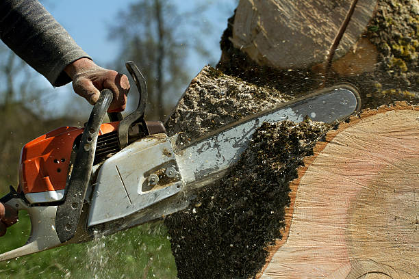 Leaf Removal in Dunnellon, FL